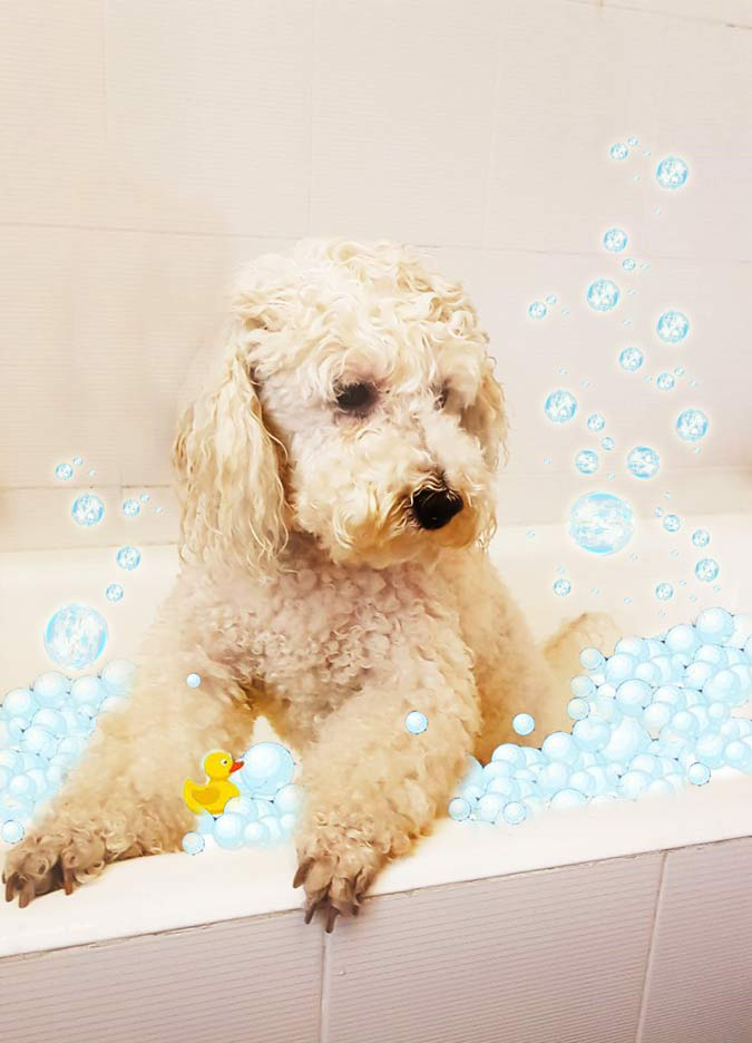 cane barboncino nella vasca da bagno