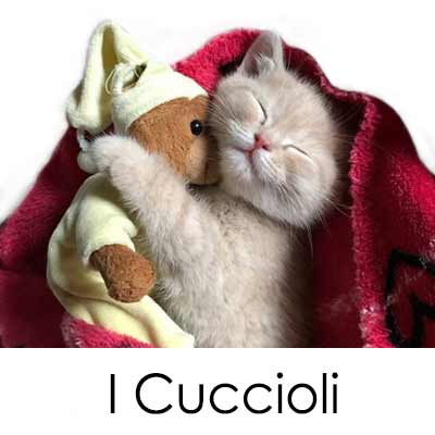 Cuccioli in vendita